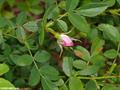 pasture rose, low rose
